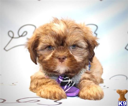 lvpuppyheaven Picture 3